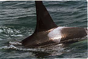 Taku, the killer whale